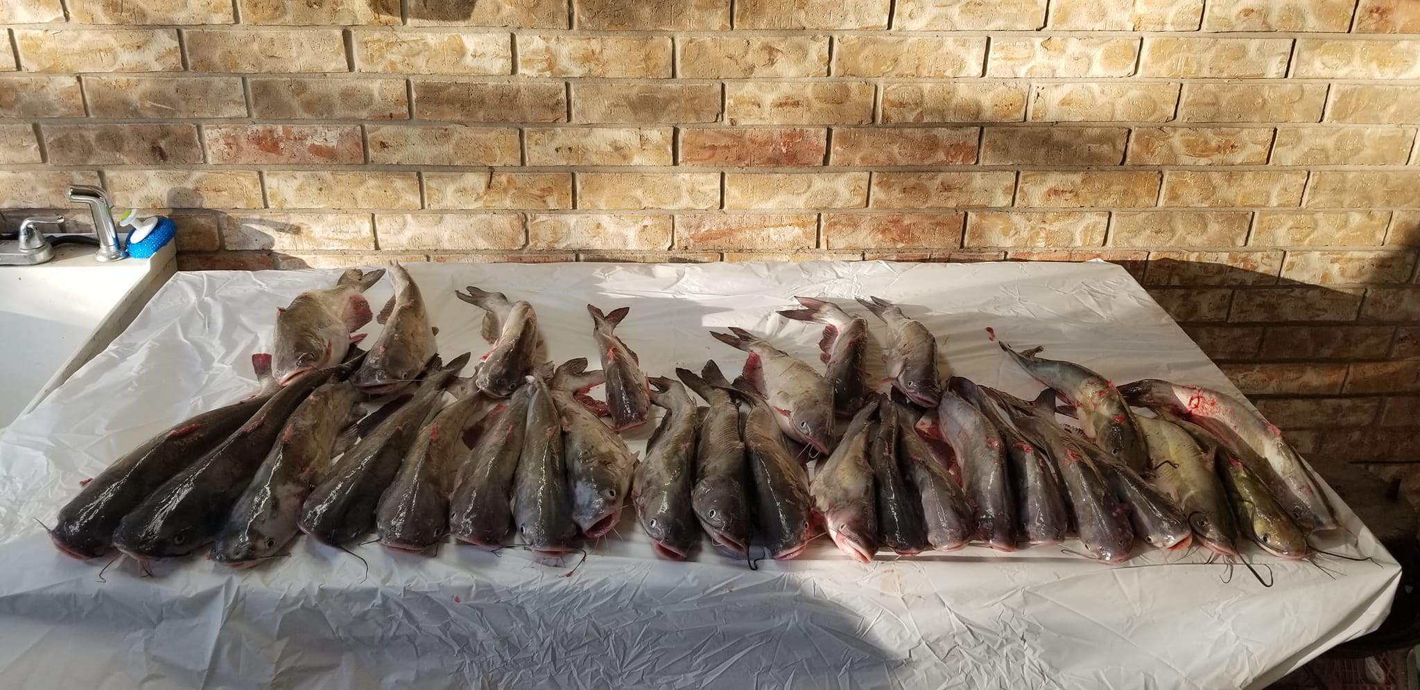 Catfish Limit (Dec 2022)